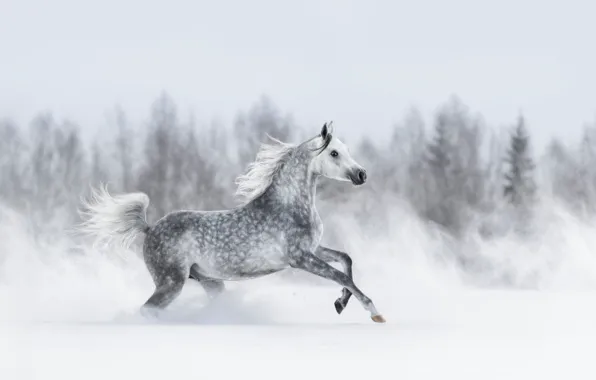 Winter, forest, snow, grey, horse, the wind, horse, ate