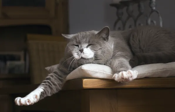 Cat, cat, face, pose, room, furniture, paws, lies