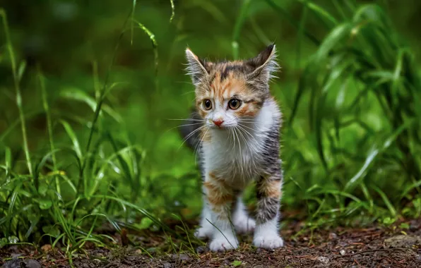 Picture cat, summer, grass, look, face, nature, pose, is