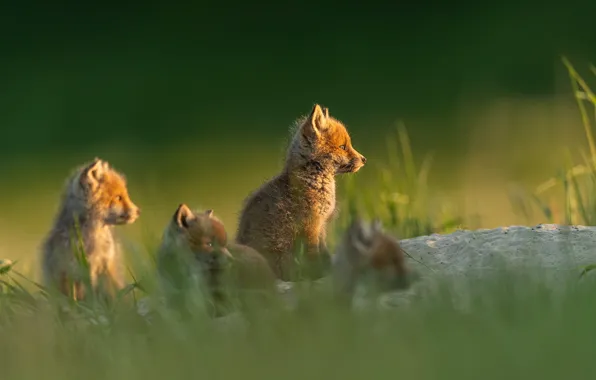 Grass, light, glade, Fox, cubs, brood