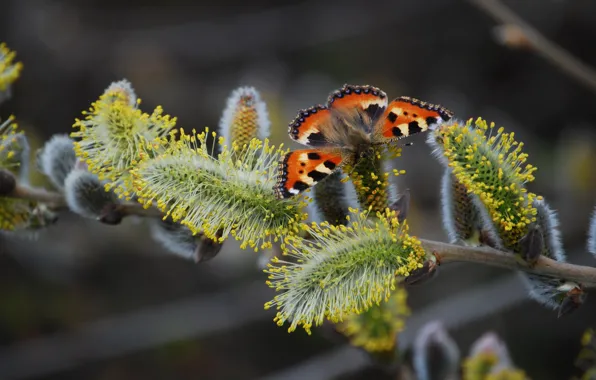 Macro, the dark background, butterfly, branch, spring, Verba, bokeh, urticaria