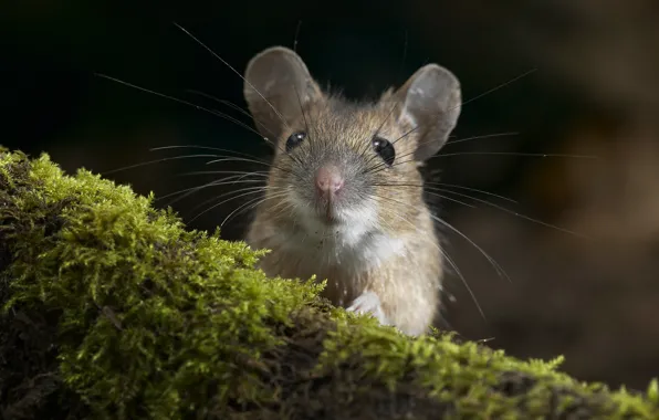 Macro, moss, mouse, mouse, muzzle, log, rodent