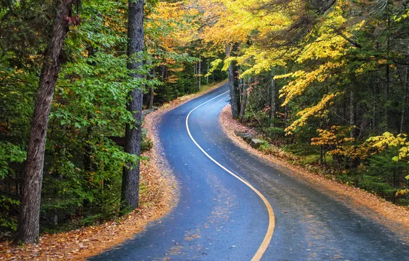 Picture forest, road, nature, autumn