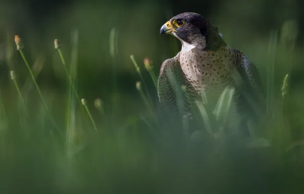 Greens, grass, look, light, background, bird, blur, Falcon