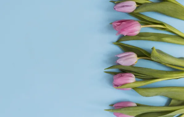 Flowers, tulips, pink, fresh, pink, flowers, tulips, spring