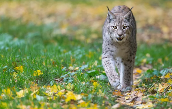Picture autumn, foliage, walk, lynx