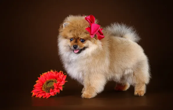 Flower, puppy, bow, Spitz