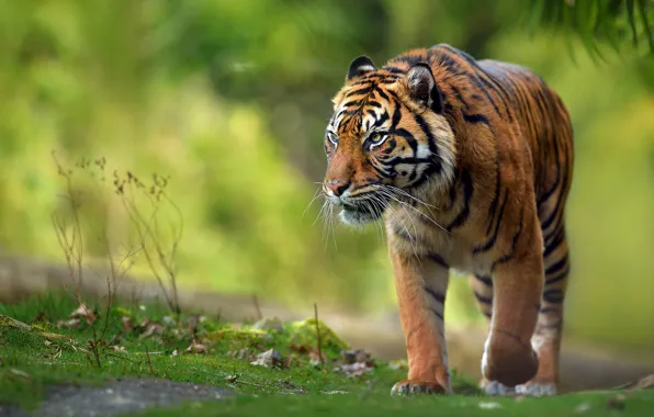 Picture look, nature, tiger, walk