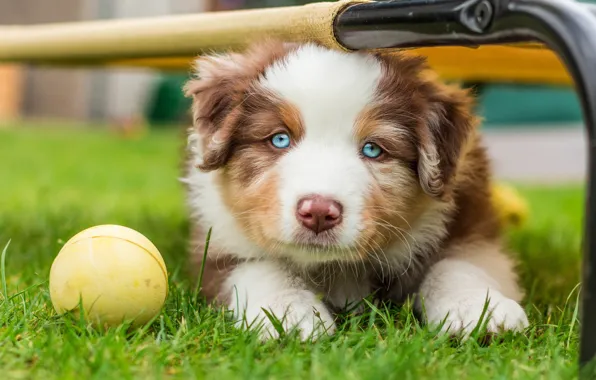 Picture grass, portrait, dog, pipe, muzzle, puppy, lies, the ball