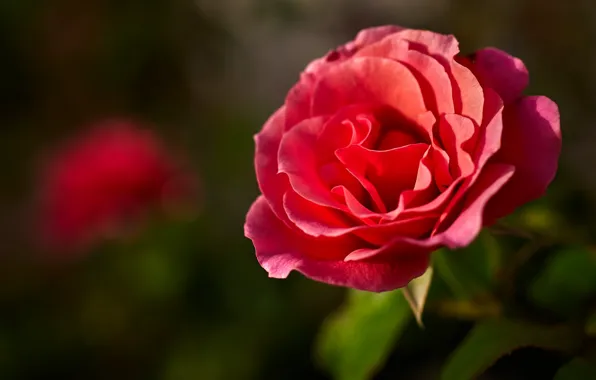 Picture flowers, red, green, background, roses, petals, bokeh