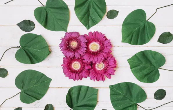 Leaves, background, Flowers, gerbera