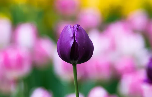 Purple, flowers, lilac, Tulip, spring, Bud, tulips, pink
