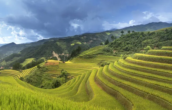 Picture mountains, slope, Vietnam, rice