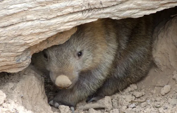 Australia, mammals, chord, marsupials, Wombat, dvortsovye, ambatovy, under the stone