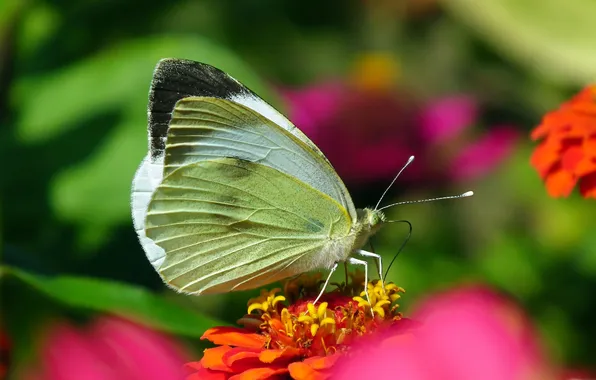 Flower, macro, wings, Butterfly, beautiful, closeup