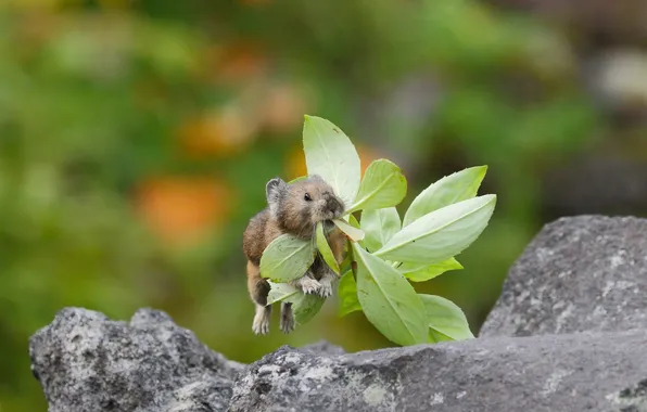 Picture jump, leaves, a blade of grass, pika