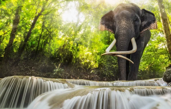 Greens, forest, water, the sun, light, river, elephant, stream