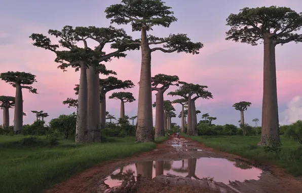 Road, puddle, baobabs