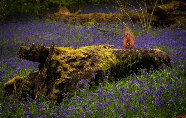 Summer, flowers, glade, moss, protein, red, log, bells