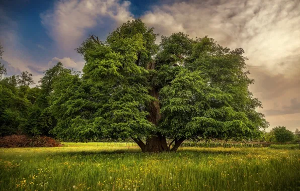 Picture summer, grass, clouds, trees, meadow