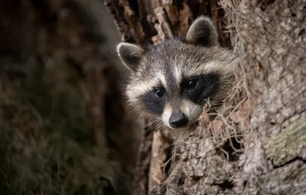 Tree, raccoon, face, the hollow