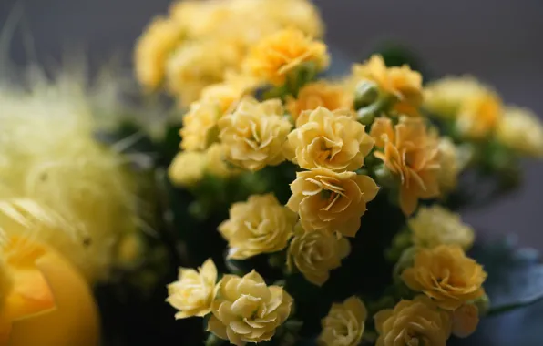Macro, flowering, flowers, yellow, Kalanchoe