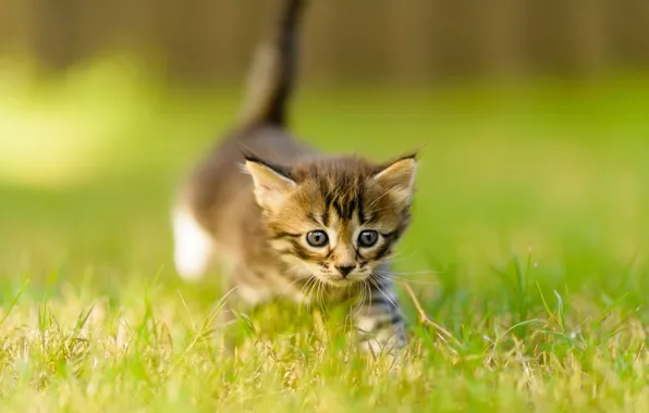 Cat, summer, grass, look, nature, pose, kitty, grey