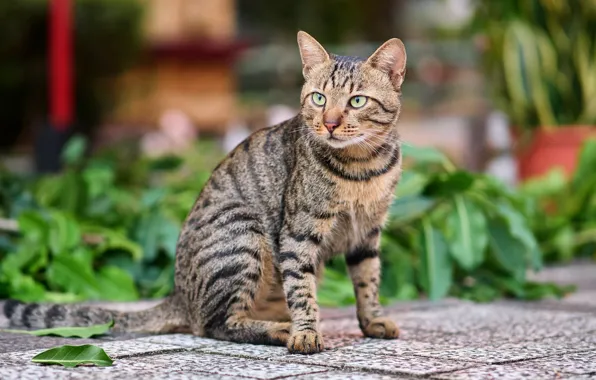 Cat, cat, look, face, leaves, pose, tile, garden