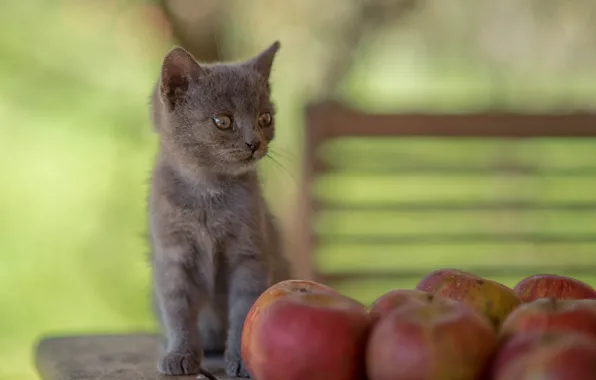 Picture grey, apples, baby, kitty, bokeh