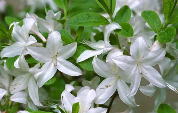 Picture leaves, nature, bouquet, petals