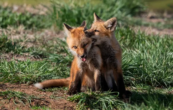 Grass, light, the game, pair, Fox, kids, a couple, two