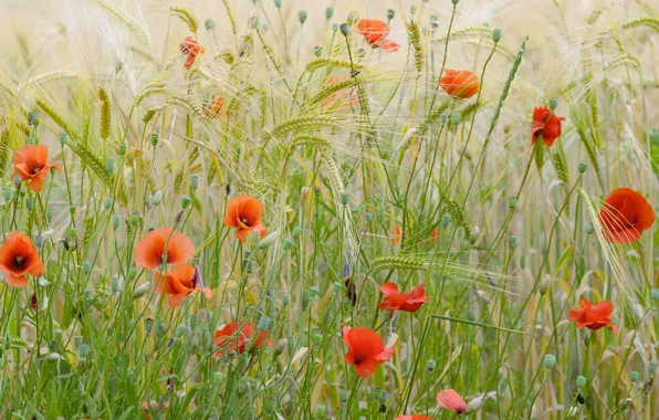 Picture flowers, France, Maki, wheat field