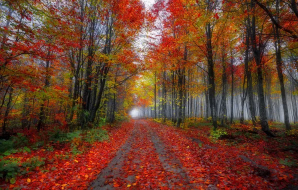 Road, autumn, forest, trees, fog, Park, branch, alley