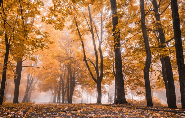 Picture road, autumn, light, trees, branches, fog, Park, foliage
