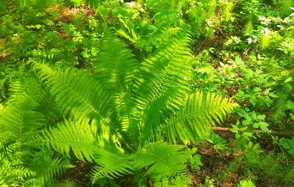 Greens, Plant, Fern