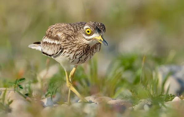 Bird, bokeh, avdotka
