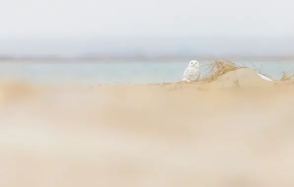 Nature, owl, bird, dunes