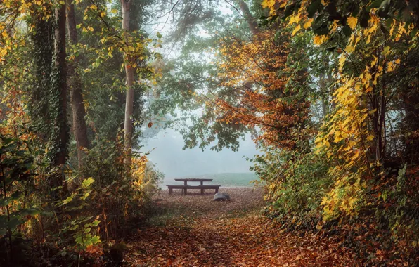 Autumn, trees, landscape, nature, fog, table, morning, alley