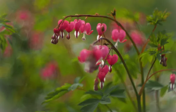 Leaves, flowers, blur, garden, hearts, pink, bokeh, broken heart