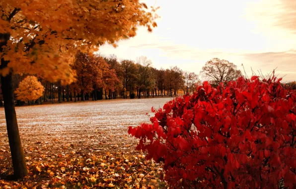 Autumn, Park, storm warning