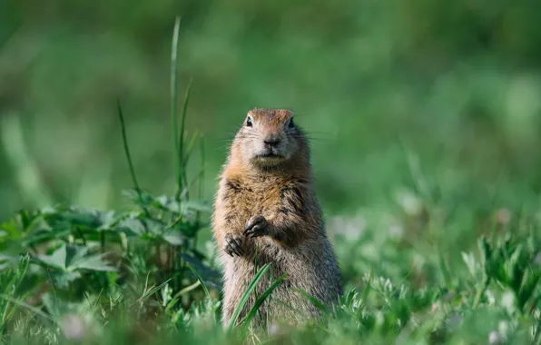 Grass, plants, attention, gopher, rodent