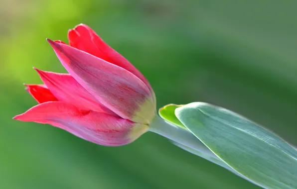 Picture leaves, macro, Tulip, petals