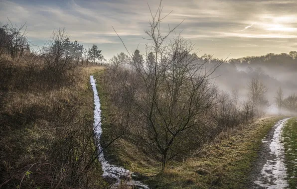 Fog, spring, morning