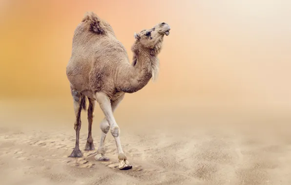 Sand, desert, bokeh, Camel