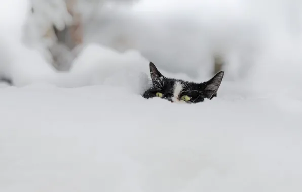 Winter, cat, cat, look, face, snow, black and white, in the snow