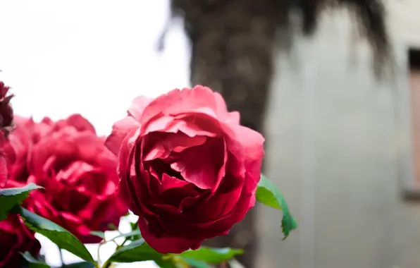 Flowers, roses, petals