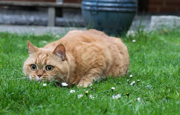 The British nation, in the grass, red cat, lurking