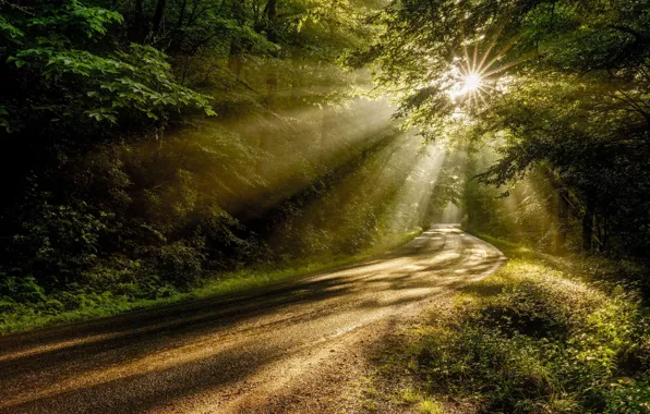 Road, Forest, Rays