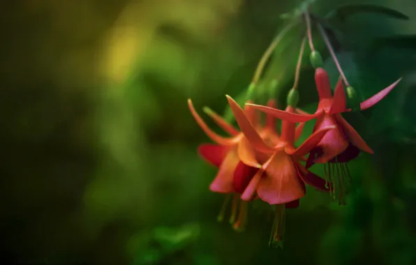 Macro, background, fuchsia