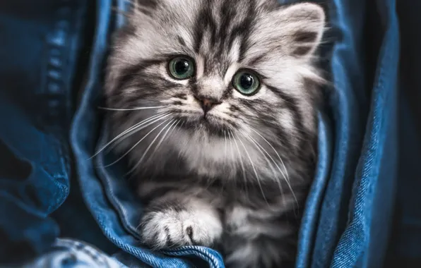 Cat, cat, look, pose, face